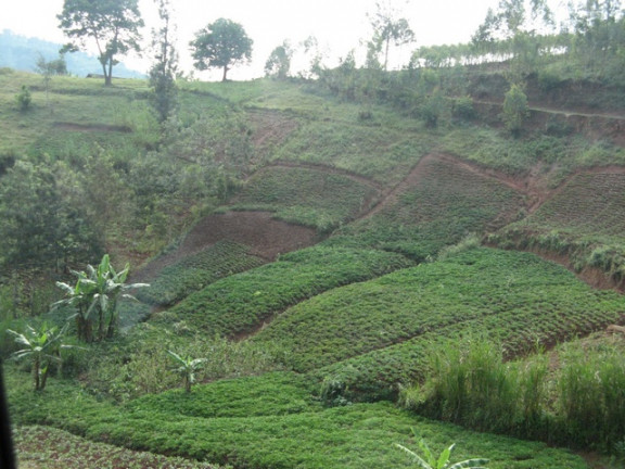 Burundi, plantaže