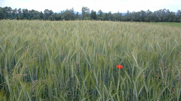 Kak&scaron;na bo usoda doma, naravi in človeku prijazno pridelanih žit? 