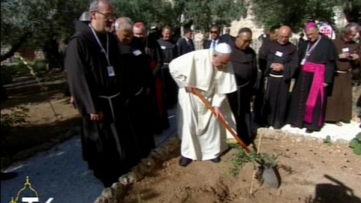 Papež zasadil oljko v vrtu Getsemani
