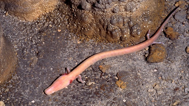 Rezultat iskanja slik za cloveska ribica