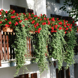 Razkošno bogastvo balkona - zmajeva krila in moljevka (photo: Hortika)