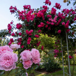 Oglejte si čudovite vrtnice v Arboretumu (photo: Arboretum Volčji Potok)