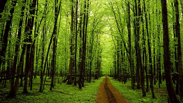 Gozdna steza (foto: aro)