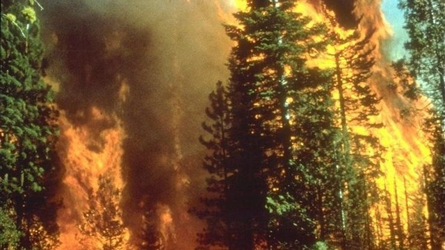 Požar, gozdovi (foto: Wikipedia)