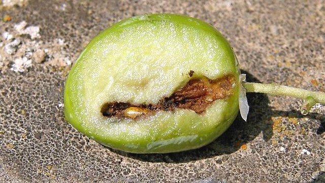 Oljčna muha v plodu oljke (foto: Matjaž Jančar)