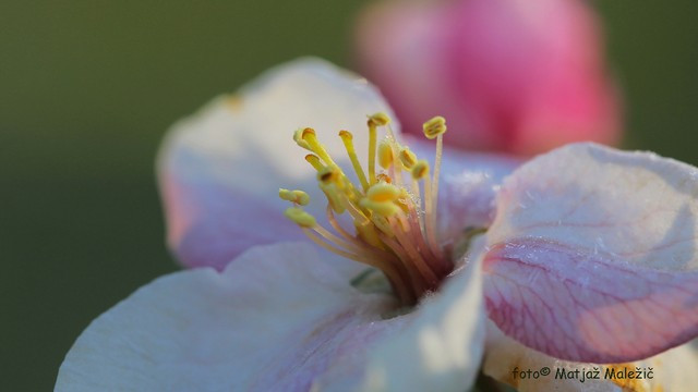 Slana na cvetu (foto: Matjaž Maležič)