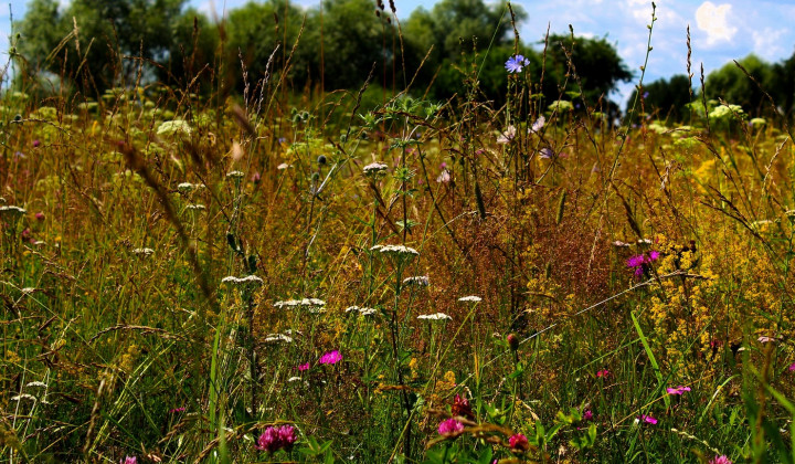 Pustimo, da se travniki razcvetijo (foto: Pixabay)
