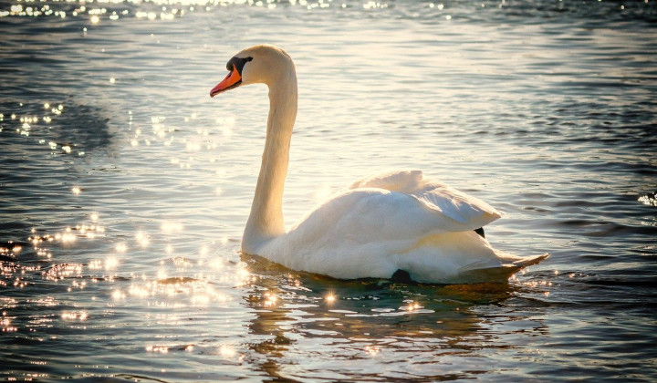 Labod. Aviarno influenco ponavadi v največji meri prenašajo divje vodne ptice. (foto: Peter H. / Pixabay)