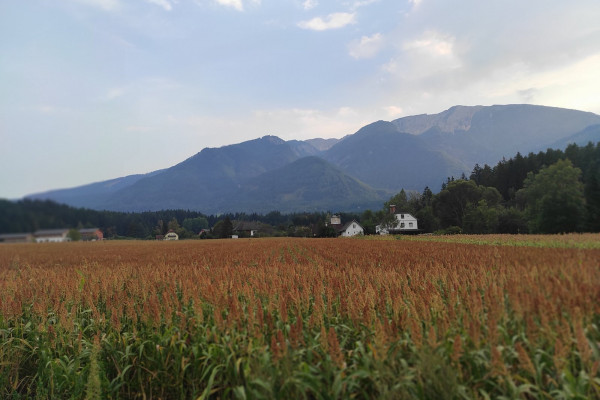 Bi slovenski kmetje lahko ostali brez subvencij zaradi vdora v sistem uprave za varno hrano?