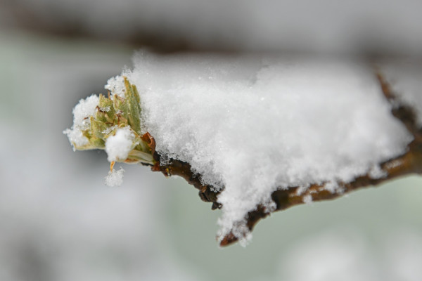 KGZS poziva k preventivnim ukrepom proti pozebi