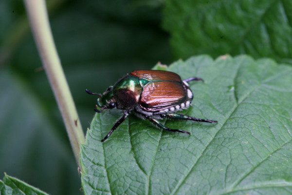 Strokovnjaki opozarjajo: Hitro ukrepanje je ključno za preprečitev širjenja japonskega hrošča