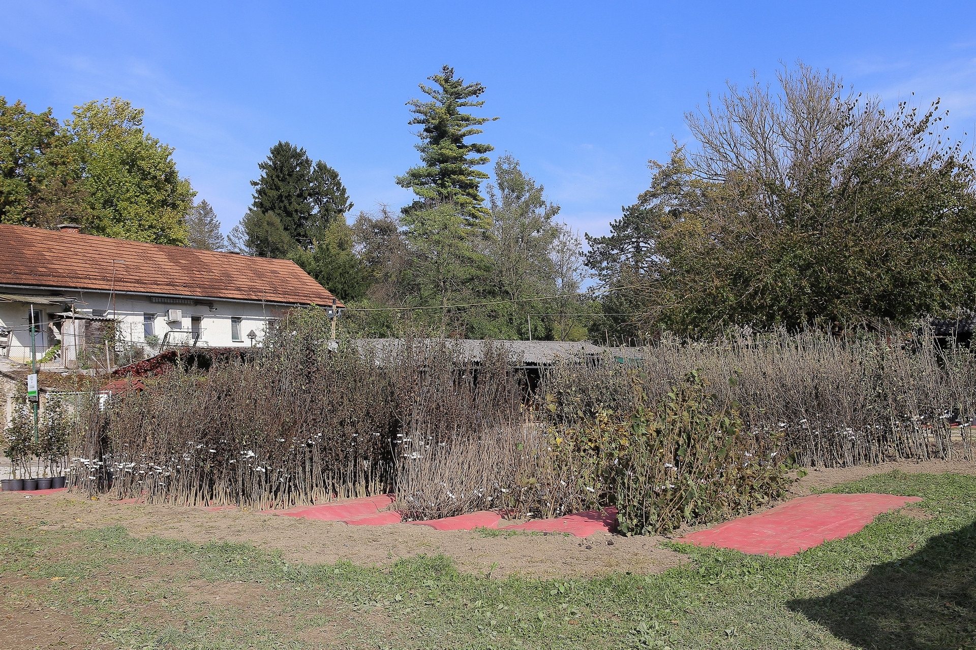 Sadike v drevesnici Studenec