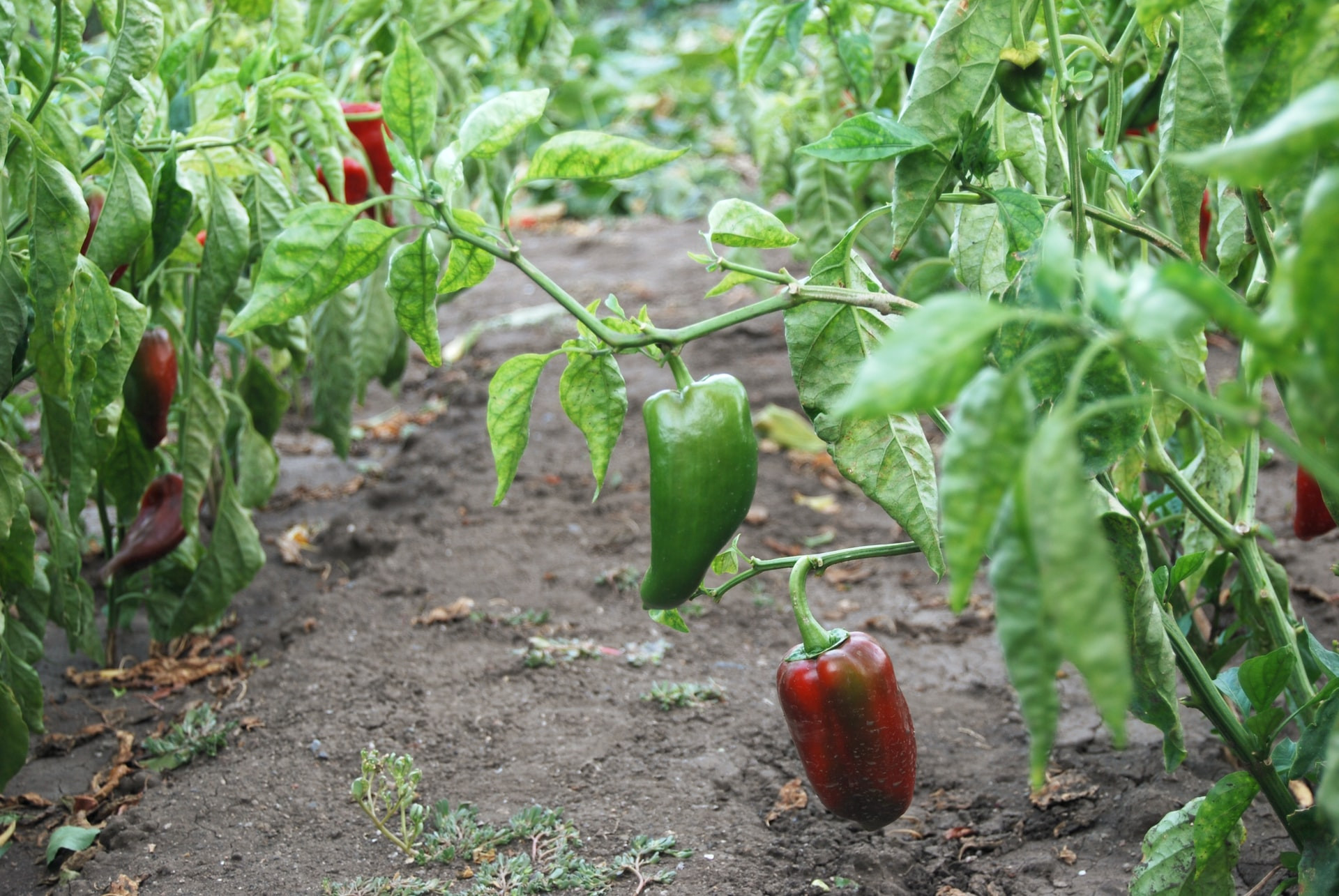 Paprika in paradižnik na isti gredi nista dobra soseda, saj oba potrebujeta veliko prostora, običajno pa paradižnik zaduši papriko