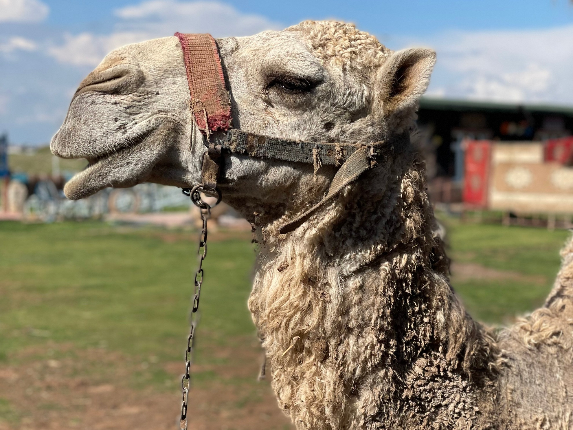 Pričakoval bi, da jih bo povsod polno. Nismo jih (še) videli veliko.  Kamela je na karavanski poti nosila do 250 kilogramov tovora. Brez vode je zdržala tudi teden ali dva, brez hrane še več. Tak tovor je bil v Rimu vreden kot 250 kg zlata.