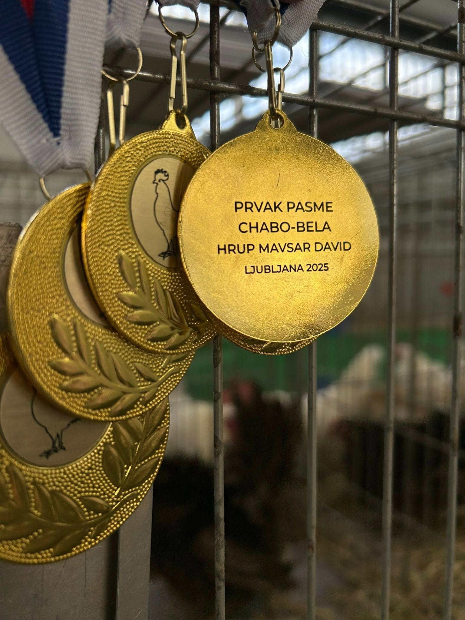 Odličja za odlično delo mladega Davida Hrupa Mavserja