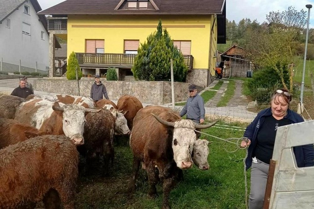 Odvzem goveda na kmetiji Možgan