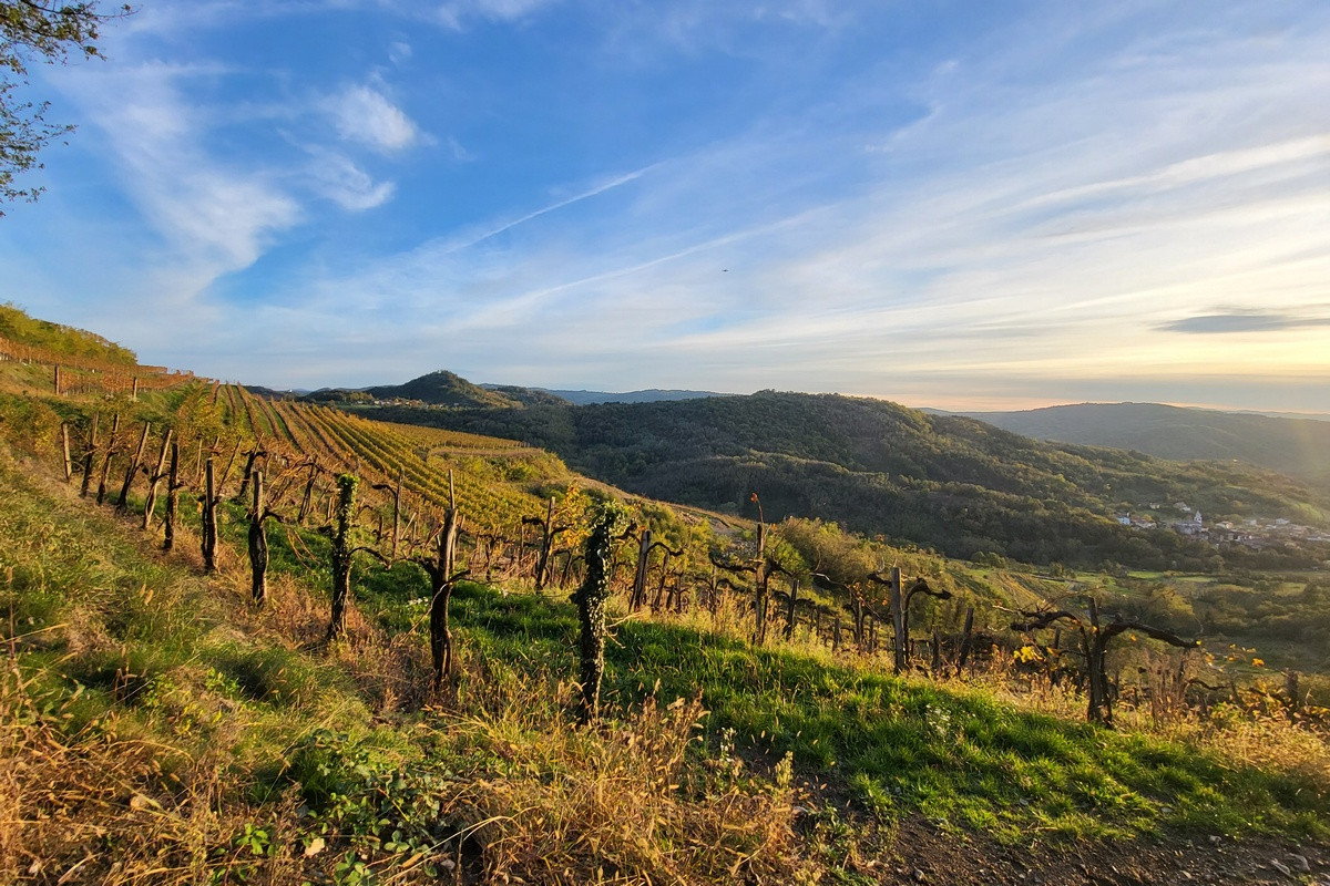 Prostrani vinogradi so idealno osončeni