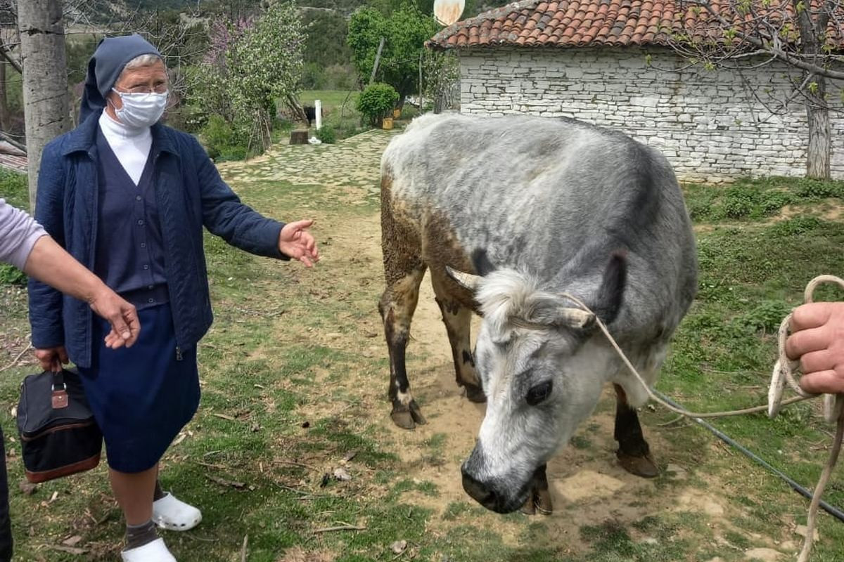 V Albaniji kupijo tudi kakšno kravo