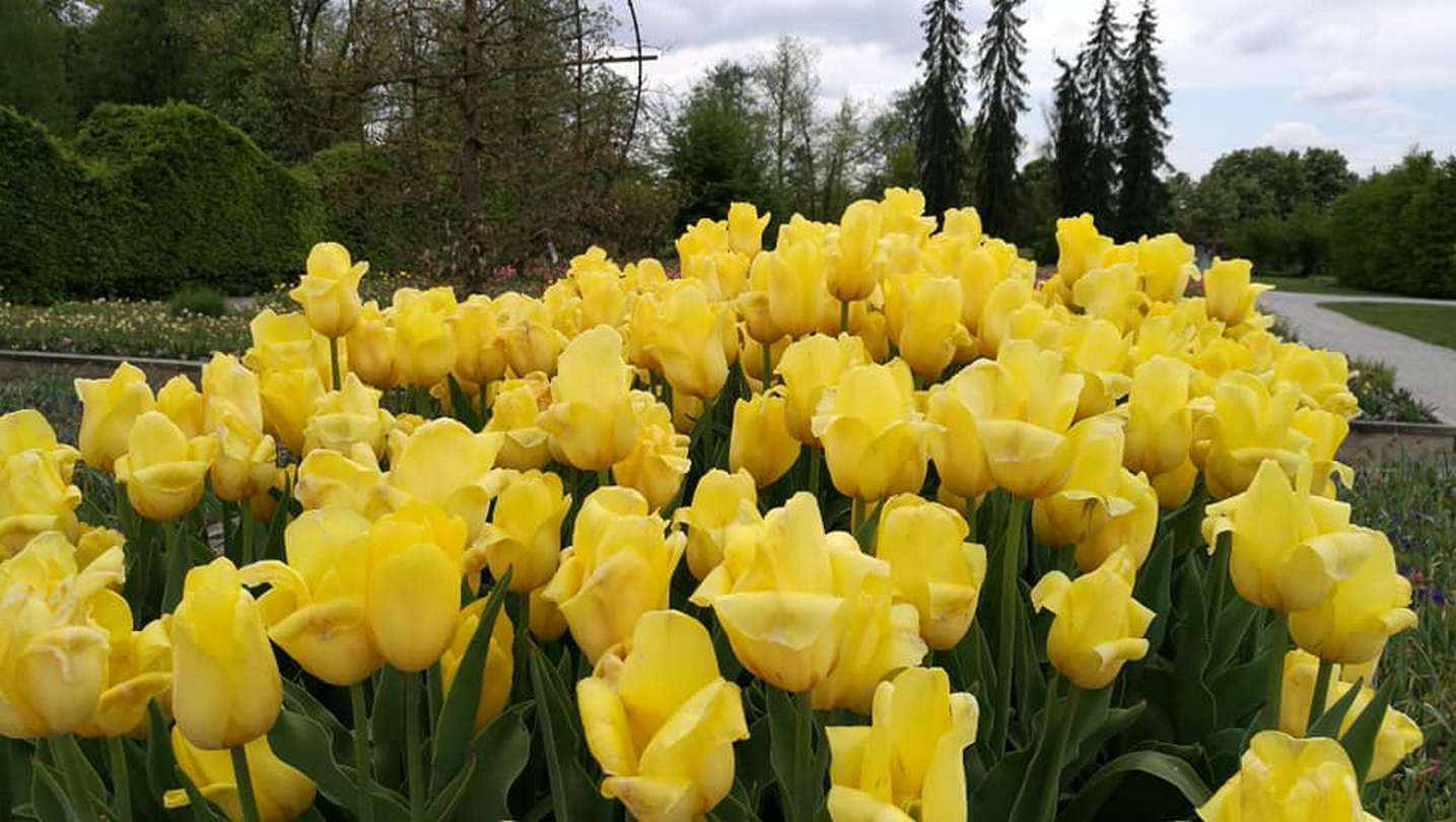 Tulipani