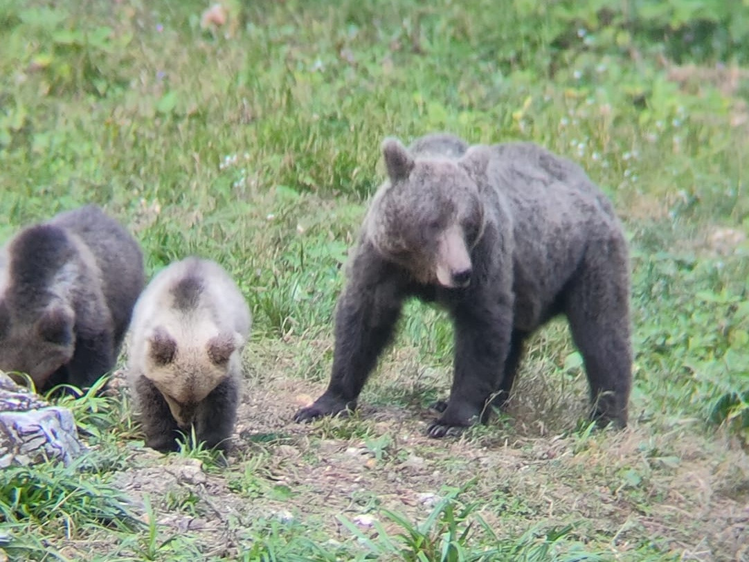Šefica z mladiči?