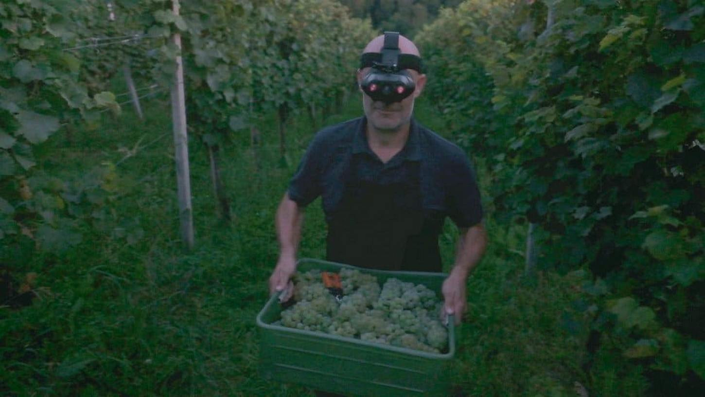 Ni bilo lahko prepričati v trgatev v temi 