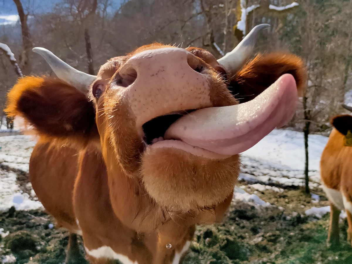 Krave znanjo ljubezen in naklonjenost izraziti tudi z jezikom....