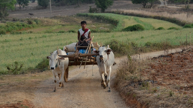 Burma - utrinek s polj