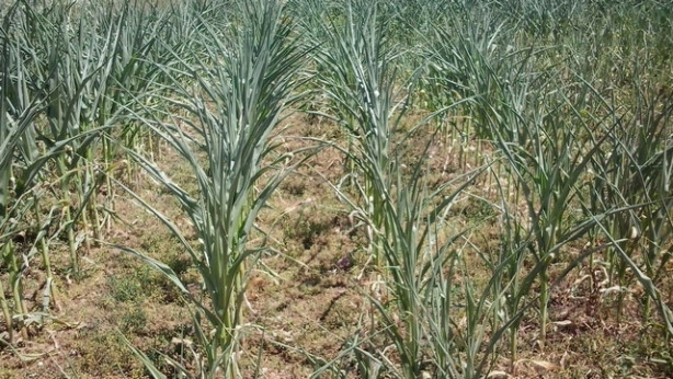 Koruza, suša