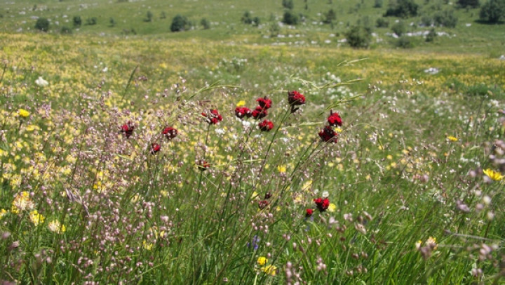 Ohranimo pestrost avtohtonih rastlin na naših travnikih
