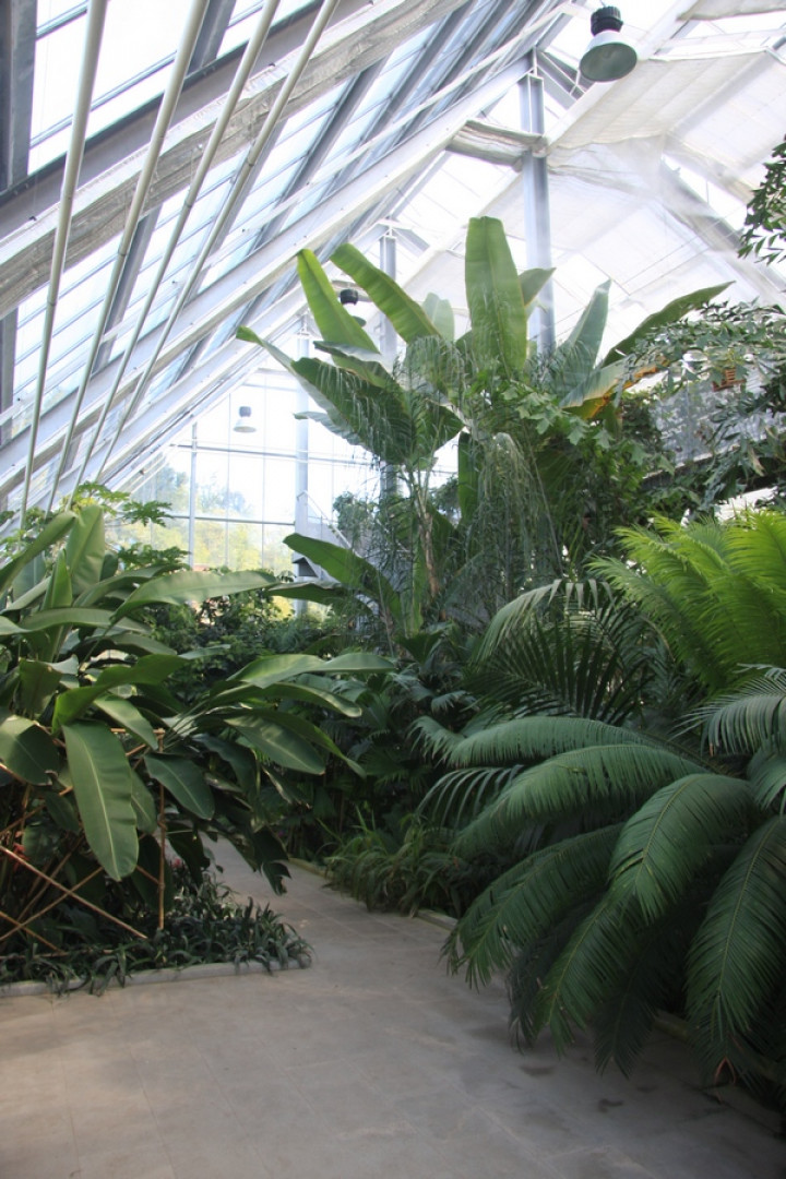 Tropsko rastlinstvo v rastlinjaku Botanicnega vrta Univerze v Ljubljani