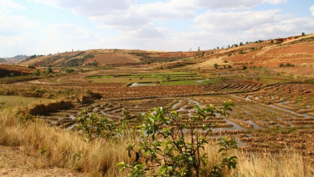 Polja na Madagaskarju