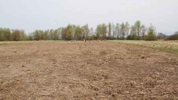 Setev senenega drobirja na zmulčenem zaraščenem travniku. Levo in desno barjanska steljnika, ki se redno kosita.