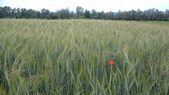 Kakšna bo usoda doma, naravi in človeku prijazno pridelanih žit? 