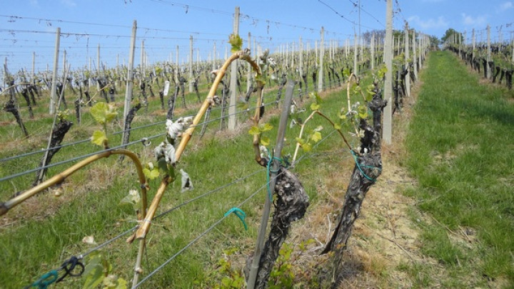 Pozeba v vinogradu, april 2017