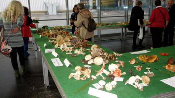 Razstava Gobarskega in mikološkega društva Ljubljana