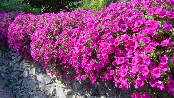 Surfinija