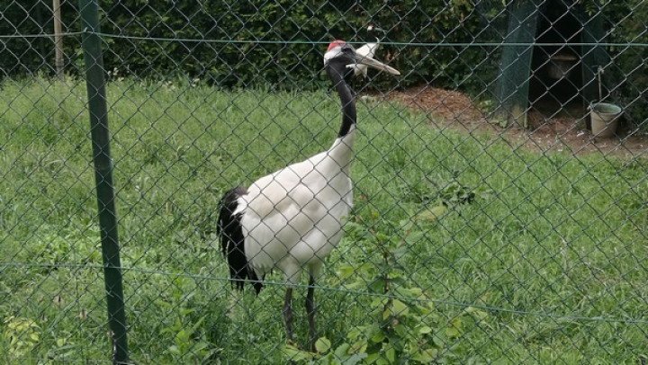 Žerjav