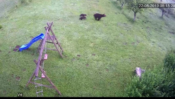 Medvedka na vrtu