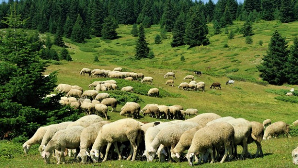 Bo tradicionalna planinska paša izumrla