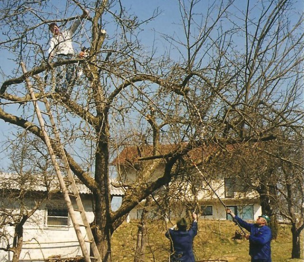 Oživitvena rez