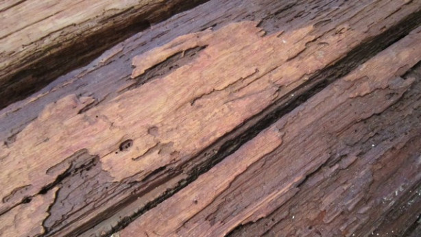 Les, star več 900 let, ki ga bodo postavili pod steklena tla