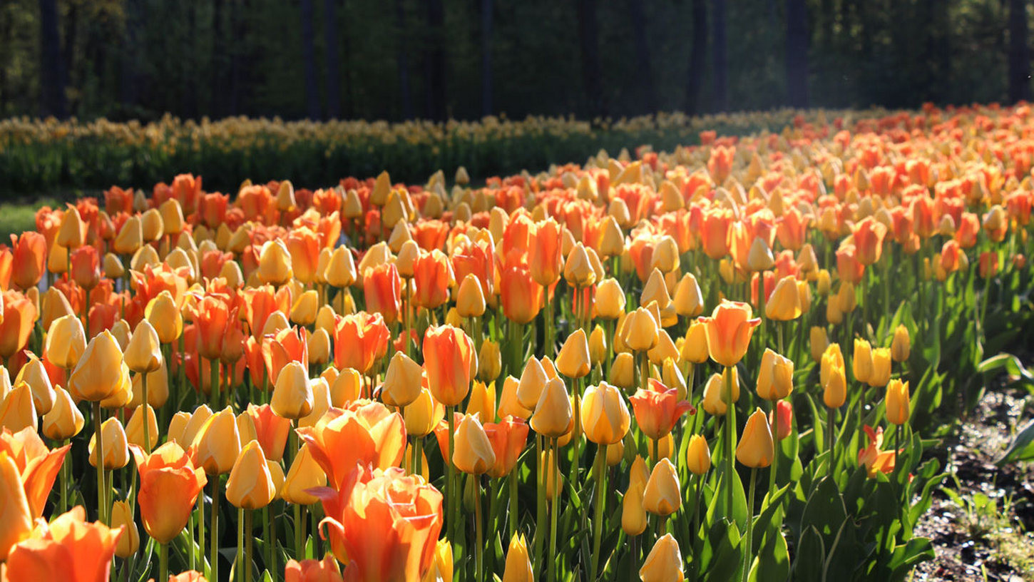 V razcvetu so tulipani vseh barv in sort