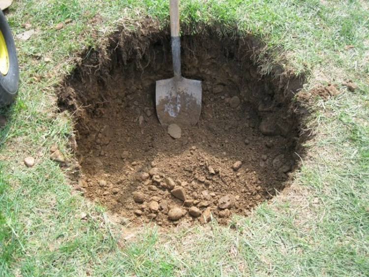 Osnovna sadilna jama ima 80 cm premera in 40-50 cm globine.