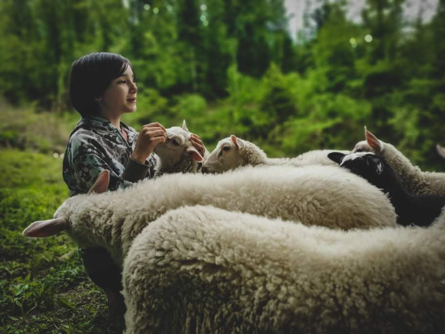 V družbi ovčk