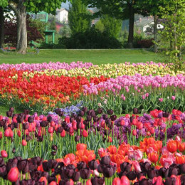 Tulipani (photo: www.arboretum-vp.si)