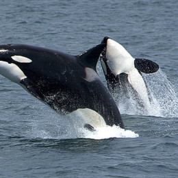 Kit ubijalec ali orka (photo: Wikipedia)