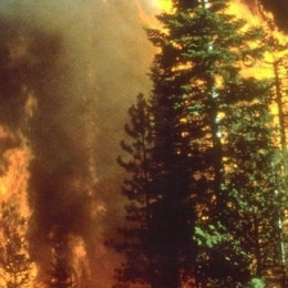 Požar, gozdovi (photo: Wikipedia)