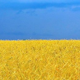 Ukrajina - žitna velesila (photo: ARO)