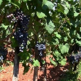 Grozdje sorte refošk daje na Kraški planosti vino teran (photo: Kmetija Štoka)