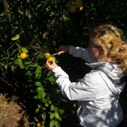 Obiranje mandarin v dolini Neretve (photo: Š. Dominko)